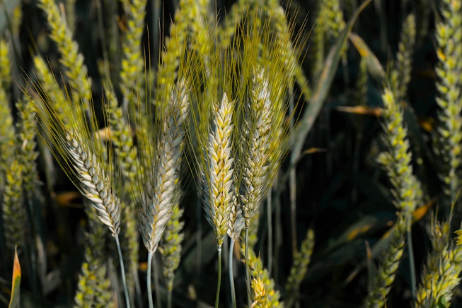 CONFAGRICOLTURA PROMUOVE IL MARCHIO AMBIENTALE E RURALE “SPIGHE VERDI” IN PROVINCIA DI PISTOIA