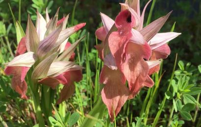 UN GIARDINO INASPETTATO. SUL TETTO DELL’OSPEDALE TORNANO A FIORIRE LE ORCHIDEE