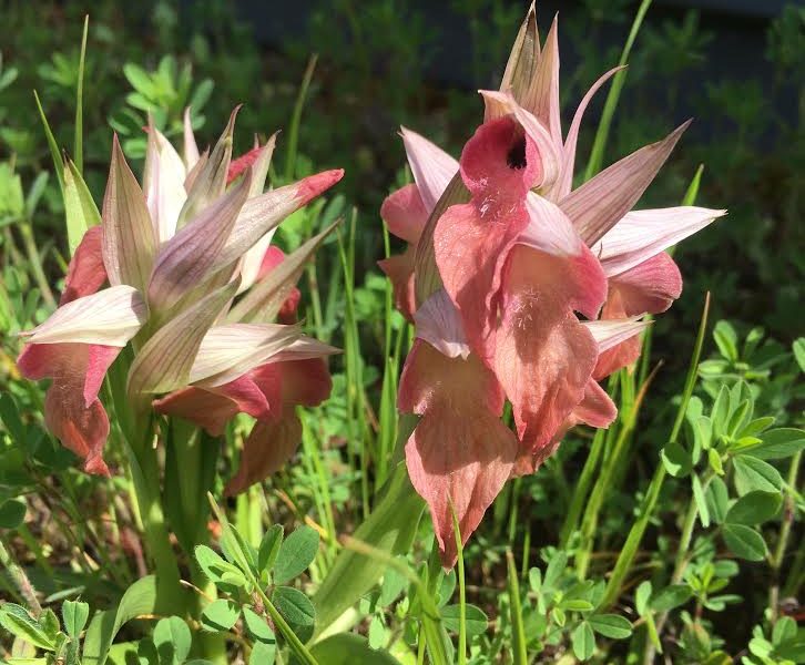 UN GIARDINO INASPETTATO. SUL TETTO DELL’OSPEDALE TORNANO A FIORIRE LE ORCHIDEE