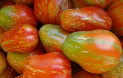 POMODORO BORSA DI MONTONE DELLA VAL DI BISENZIO, COLTIVAZIONE BOOM