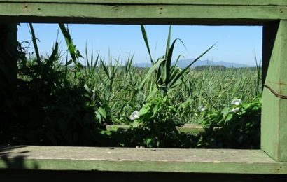 massa e cozzile. OSSERVATORIO FAUNISTICO DELLE MORETTE INVASO DALLA VEGETAZIONE