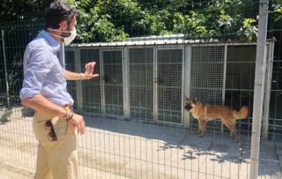 ACCOLTI AL RIFUGIO 10 DEI 71 CANI PROVENIENTI DALLA STRUTTURA ABUSIVA SEQUESTRATA A MOLAZZANA