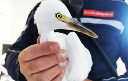 LA POLIZIA MUNICIPALE HA SOCCORSO UN AIRONE IN DIFFICOLTÀ SULLA VIA MONTALESE