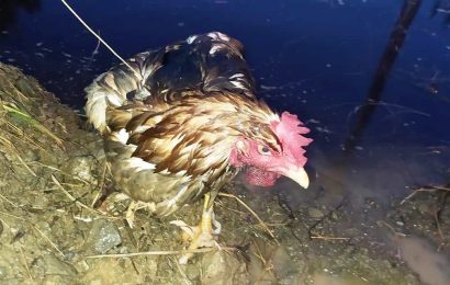 montemurlo. VAB, I VOLONTARI RECUPERANO UNA GALLINA FINITA NELL’INVASO