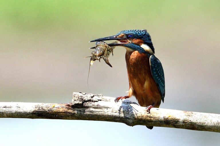 CONCLUSA LA PRIMA EDIZIONE DEL CONCORSO FOTOGRAFICO: LE PALUDI DELLA TOSCANA SETTENTRIONALE: ANIMALI E PIANTE NEI LORO HABITAT”