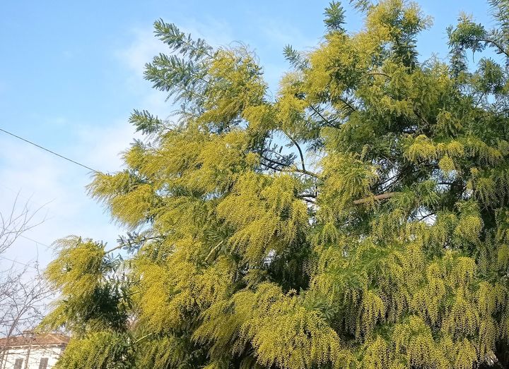 clima. COLDIRETTI, IL CALDO FA SBOCCIARE LE MIMOSE DUE MESI PRIMA