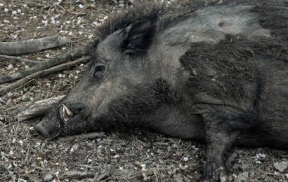 serravalle civica. “NESSUNO PARLA DELLA PESTE SUINA, MA È FATTO GRAVE”