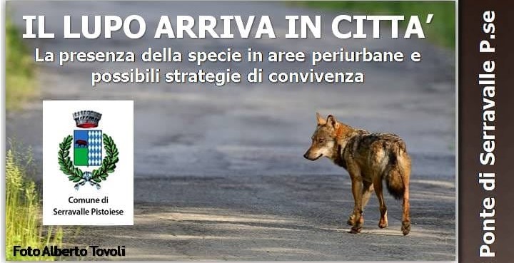 serravalle. IL LUPO ARRIVA IN CITTÀ