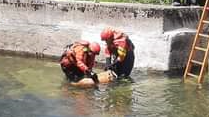 san marcello piteglio. CANE CADE IN UN CANALE, I VIGILI DEL FUOCO LO RECUPERANO