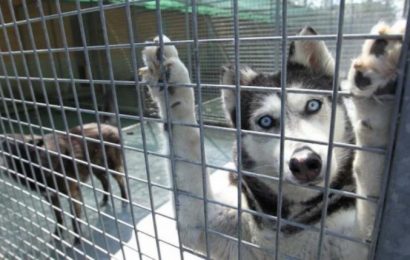 TRENTASETTE CANI SEQUESTRATI A CARMIGNANO, ACCOLTI E CURATI DAL CANILE IL RIFUGIO DI PRATO