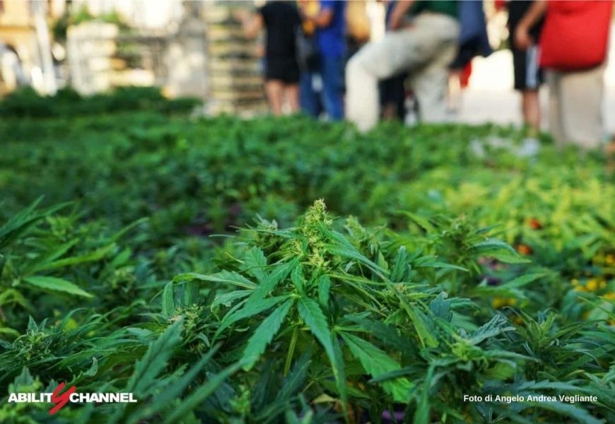 serravalle. BARDELLI: “LA LEGALIZZAZIONE DELLA CANNABIS NON CONTRASTA LA CRIMINALITÀ, MA RAFFORZA LO SPACCIO”