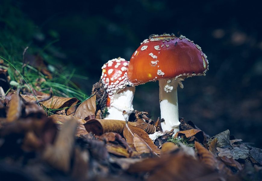 san marcello piteglio. A GAVINANA SI INAUGURA LA MOSTRA MICOLOGICA “MYKES. UNA MONTAGNA DI FUNGHI”