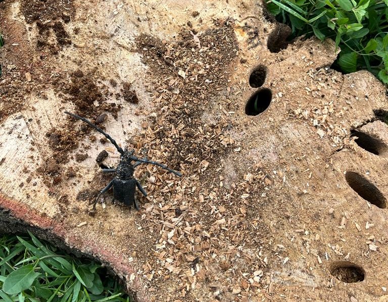 viabilità. MANUTENZIONE DEL VERDE IN VIA DEL BASTIONE MEDICEO E VIA DEI CAMPISANTI