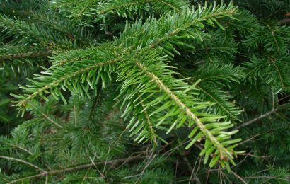 alia servizi ambientali. AL VIA LA RACCOLTA DEGLI ALBERI DI NATALE