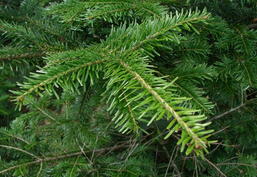 alia servizi ambientali. AL VIA LA RACCOLTA DEGLI ALBERI DI NATALE