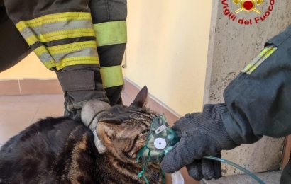 vigili del fuoco. FUMO NELL’APPARTAMENTO, SOCCORSO IL GATTO