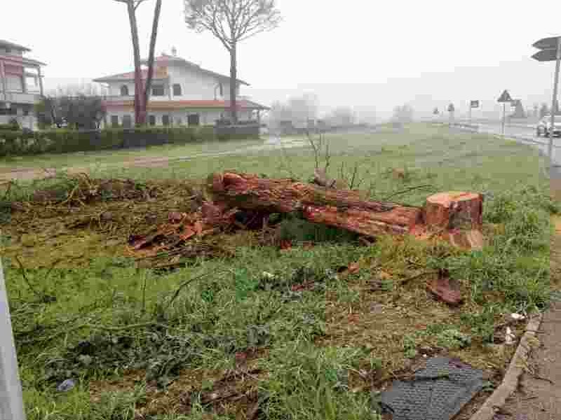 cori ispirati e silenzi dorati. FATTA DENUNCIA, VIENE ABBATTUTA LA PIANTA PERICOLANTE SU VIA PROVINCIALE (DOPO 10 MESI)