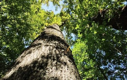 quarrata. LAVORI DI MANUTENZIONE STRAORDINARIA PER IL BOSCO DI VILLA LA MAGIA