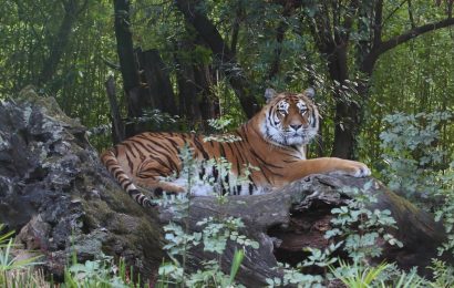 BUON PONTE KAMALA, È MORTA ALLO ZOO LA TIGRE SEQUESTRATA AD UN CIRCO