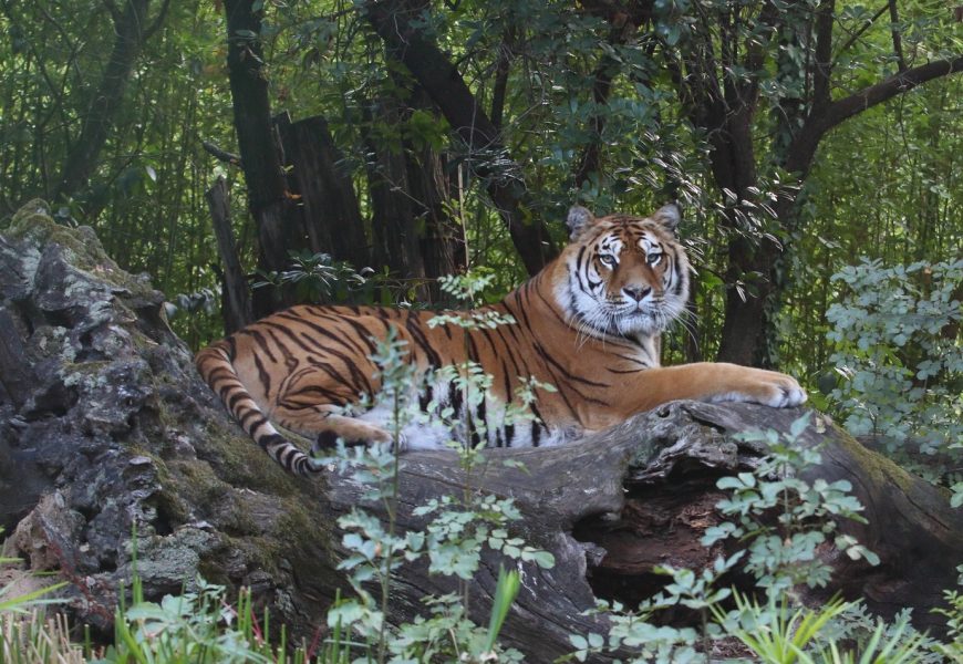 BUON PONTE KAMALA, È MORTA ALLO ZOO LA TIGRE SEQUESTRATA AD UN CIRCO