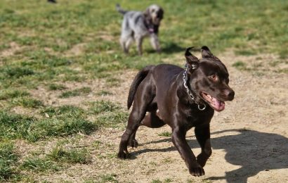 RISCHIO INCENDI, VIETATO TENERE CANI ALLA CATENA: ORDINANZA DEL PRESIDENTE DELLA REGIONE