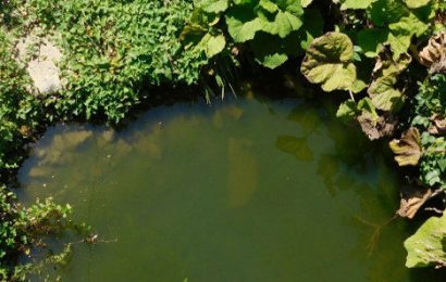 serravalle. TORRENTE STELLA IN SOFFERENZA PER ANOSSIA, COLORAZIONE ANOMALE E CATTIVI ODORI