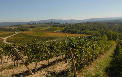 vendemmia. CONSORZIO VINO CHIANTI: “CALO DI PRODUZIONE IN MEDIA DEL 20%, MA QUALITÀ RESTA BUONA”