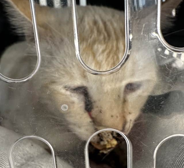 montale. LA DENUNCIA: “QUALCUNO HA SPARATO AL MIO GATTO”