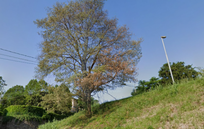 MONITORAGGIO E MESSA IN SICUREZZA DEL VERDE