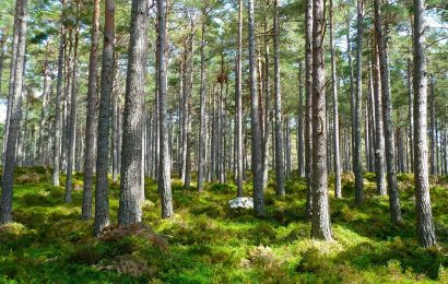 ALBERI RUBATI, L’APPELLO DI FEDAGRIPESCA TOSCANA AI CITTADINI: “DENUNCIATE”