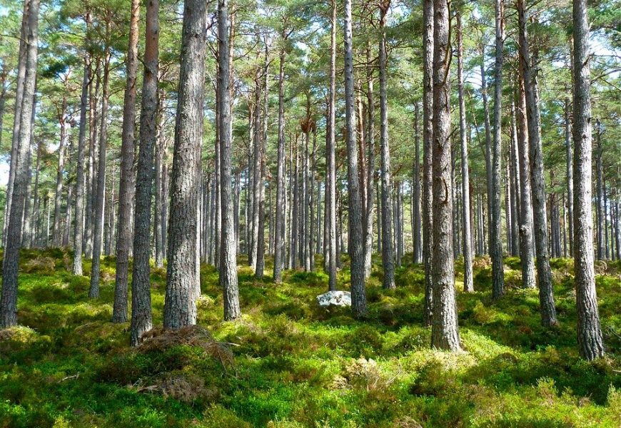 ALBERI RUBATI, L’APPELLO DI FEDAGRIPESCA TOSCANA AI CITTADINI: “DENUNCIATE”