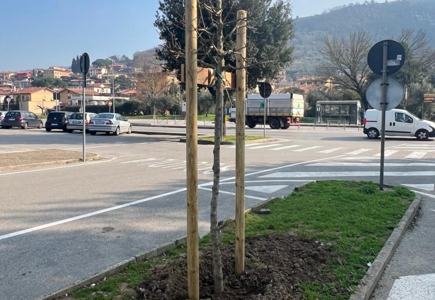 monsummano. IL COMUNE PIANTA VENTUNO ALBERI IN ZONA EX TRIBUNALE