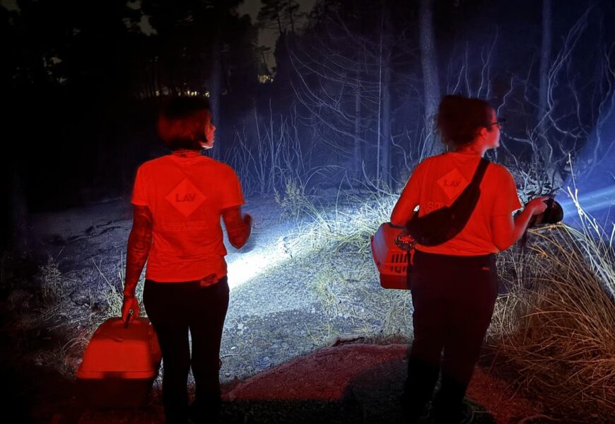 incendio galceti. VOLONTARI DELLA LAV IN AIUTO DELLA FAUNA SELVATICA