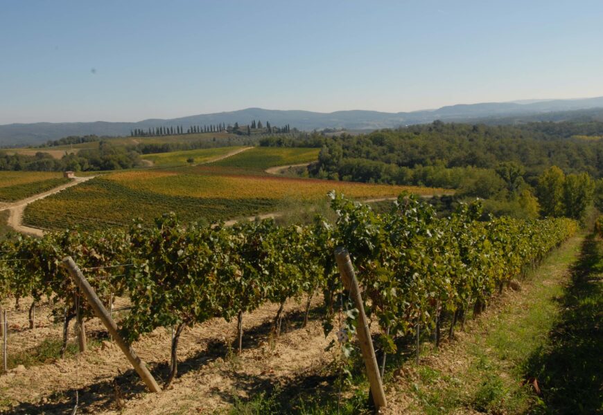 VENDEMMIA, CONSORZIO VINO CHIANTI: “OTTIMA QUALITÀ, LA PERONOSPORA HA DIMINUITO UN PÒ LA QUANTITÀ”