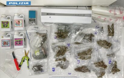 monsummano. SEQUESTRATA PICCOLA PIANTAGIONE DI MARIJUANA