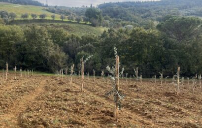 SAVE THE PLANET E SALVIAMO GLI ULIVI PIANTANO 500 NUOVI ULIVI A QUARRATA