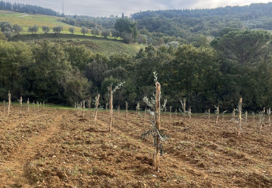 SAVE THE PLANET E SALVIAMO GLI ULIVI PIANTANO 500 NUOVI ULIVI A QUARRATA