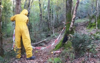 montemurlo. NIDO DI CALABRONI IN UN TRONCO LUNGO IL CAMMINO DI SAN JACOPO, IL COMUNE PROVVEDE ALLA RIMOZIONE