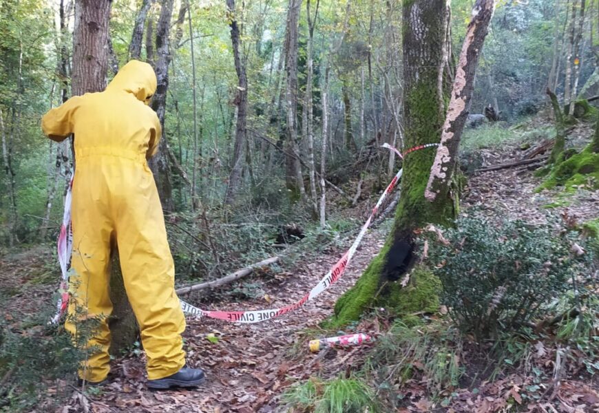 montemurlo. NIDO DI CALABRONI IN UN TRONCO LUNGO IL CAMMINO DI SAN JACOPO, IL COMUNE PROVVEDE ALLA RIMOZIONE