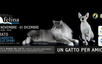 UN FINE SETTIMANA ALL’INSEGNA DELLA PASSIONE FELINA